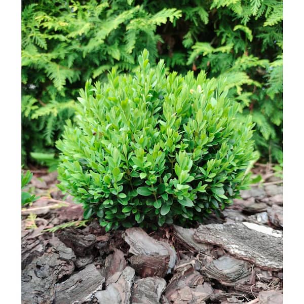 Online Orchards 1 Gal. Boxwood Sprinter Plant with Green Blossoms in Grower Pot