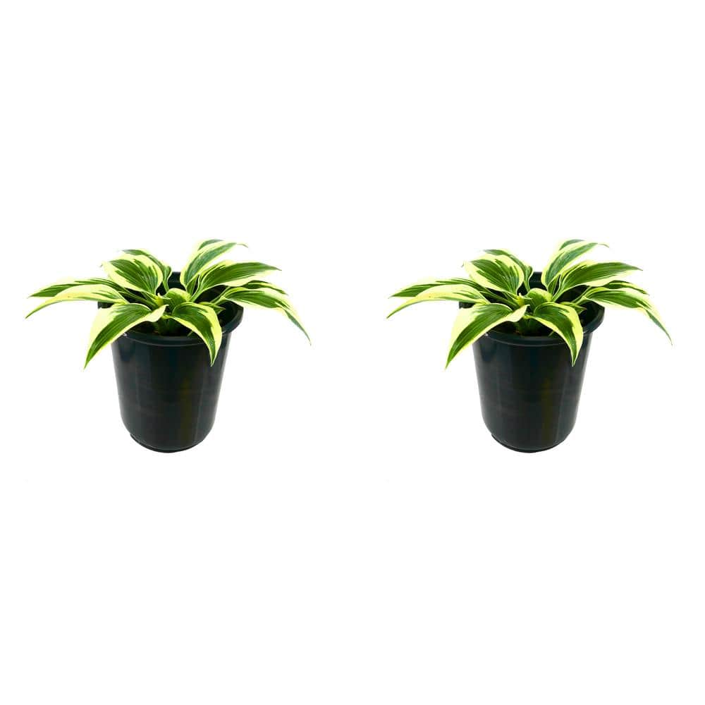 2.5 qt. Perennial Hosta Firn Line (2-Pack)