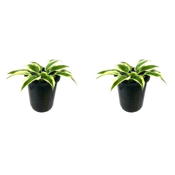 Unbranded 2.5 qt. Perennial Hosta Firn Line (2-Pack)