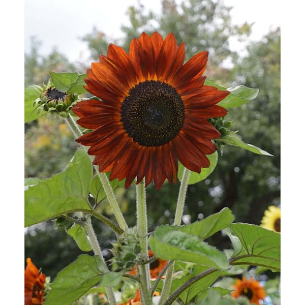 Organic Velvet Queen Sunflower Seed