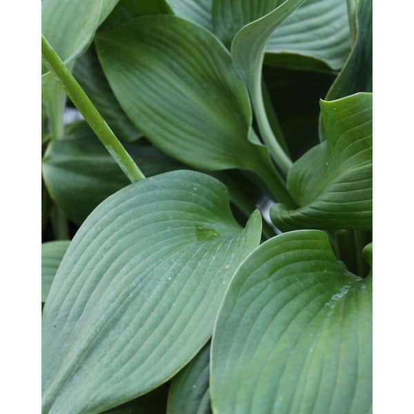 MCCORKLE 3 Gal. Blue Angel Perennial Hosta, Gigantic Blue Leaves
