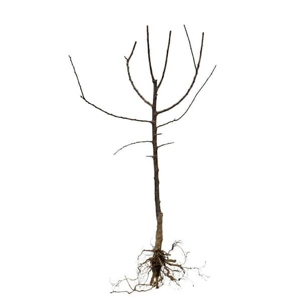 Dwarf Italian Plum Tree Bare Root