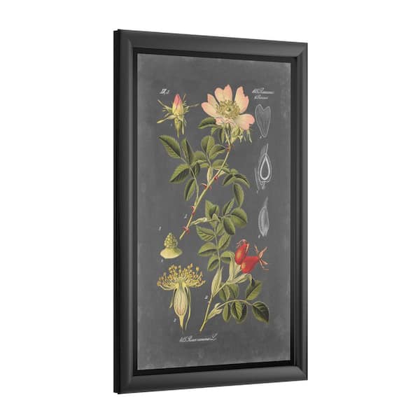 Trademark Fine Art Midnight Botanical I by Vision Studio Framed