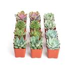 Shop Succulents 2 In. Unique Succulent (Collection Of 20) U20