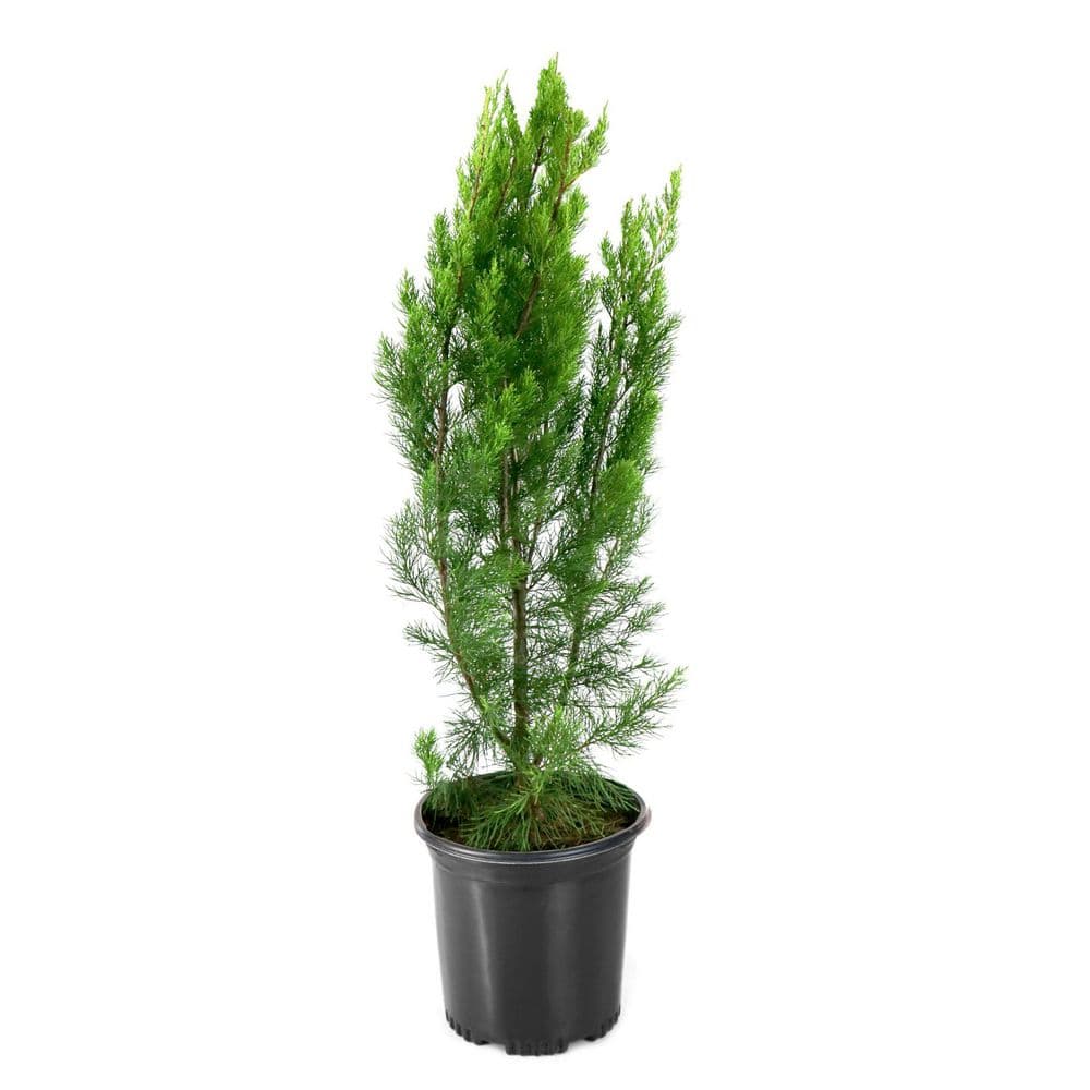 national PLANT NETWORK 1 Gal. Juniper Brodie Shrub HD2686 - The