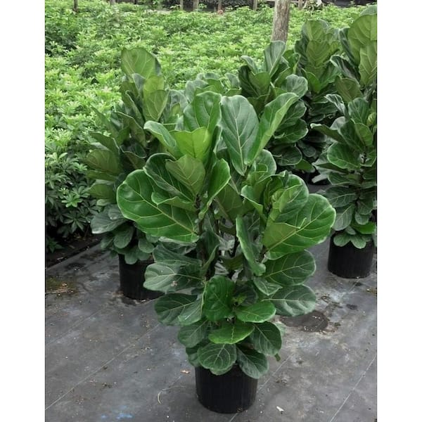 Fiddle Leaf Fig Bush-Live Plant in a 10 in. Pot-Ficus Lyrata-Florist Quality Air Purifying Indoor Plant