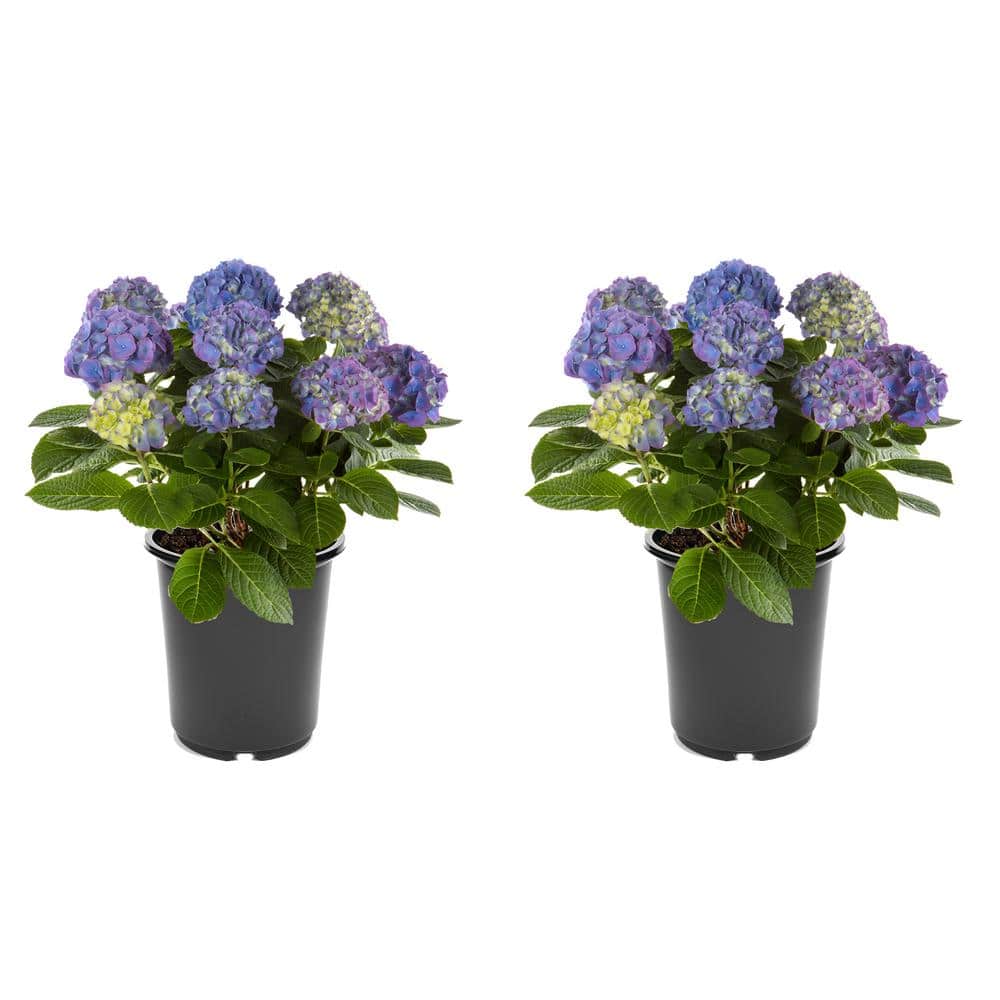 2.5 qt. Hydrangea macrophylla Hi Horizon Blue Perennial Plant with Blue Flo