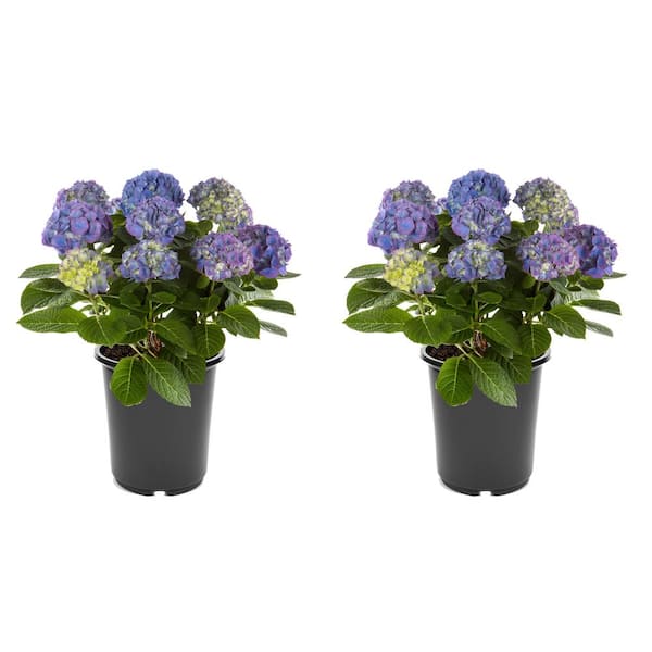 Unbranded 2.5 qt. Hydrangea macrophylla Hi Horizon Blue Perennial Plant with Blue Flowers - 2-Pack