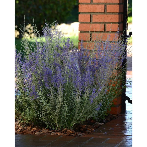 3 Gal. Purple Sage Plant (1-Pack)