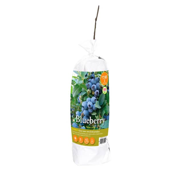 VAN ZYVERDEN INC Blueberry Bluecrop Plant (1-Pack)