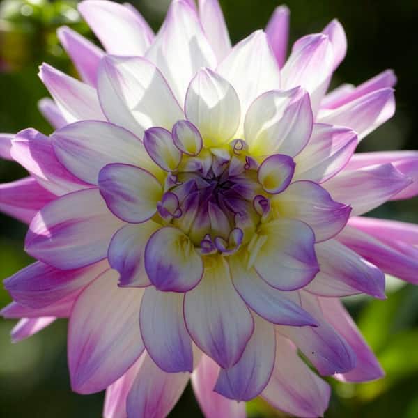 【美品_即日発送】NORTHWAVE DAHLIA 24cm 22-23モデル VAN ZYVERDEN Van Zyverden Dahlias Victoria Ann Set of 5 Bulbs