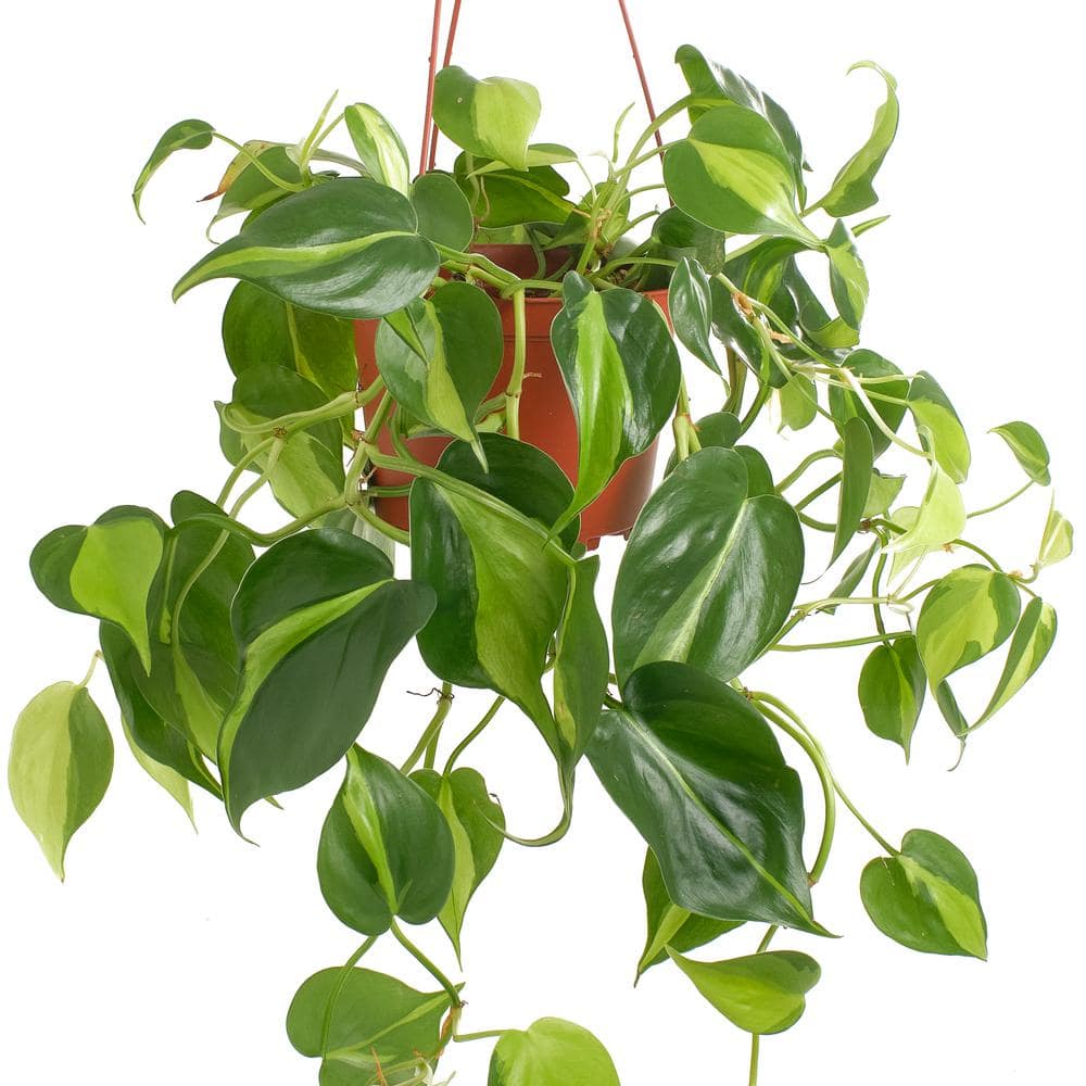 Large Green and Yellow Philodendron Brasil in Brown Grower Pot