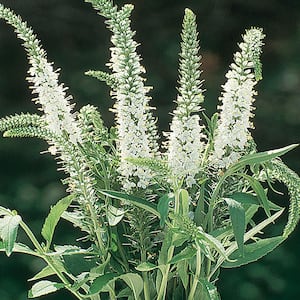 1 Gal. White Speedwell Plant