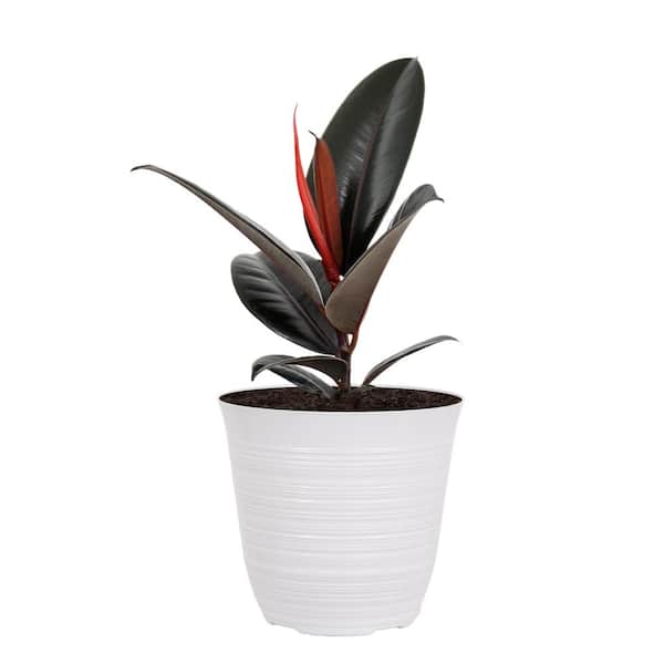 United Nursery Ficus Burgundy Rubber Plant Ficus Elastica Plant 6 inch White Decor Pot