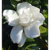 Lowe's White Radicans Dwarf Gardenia Flowering Shrub In Pot (With Soil) in  the Shrubs department at