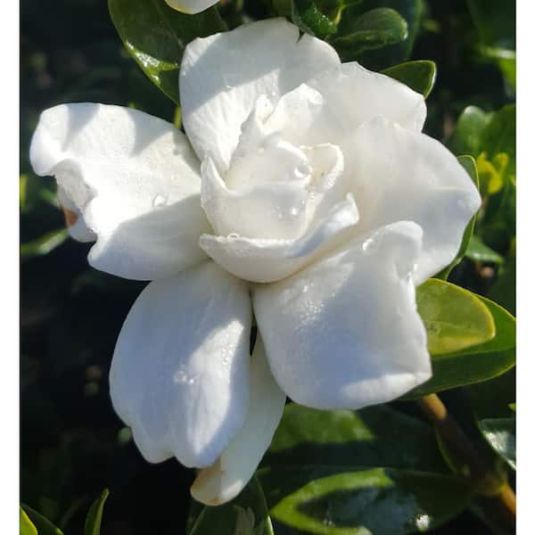 FLOWERWOOD 2.5 Qt. Radicans Gardenia, Live Evergreen Shrub, White Fragrant Blooms
