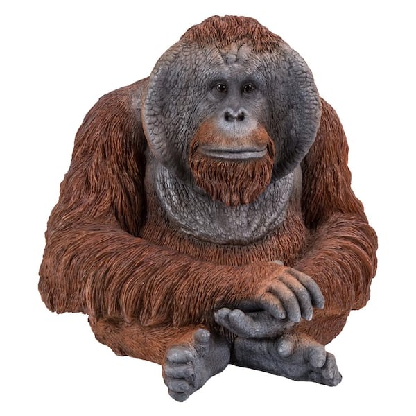 Mid Size Orangutan Sitting