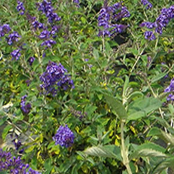 Flutterby Petite 3 Gal. Blue Heaven Butterfly Bush Plant