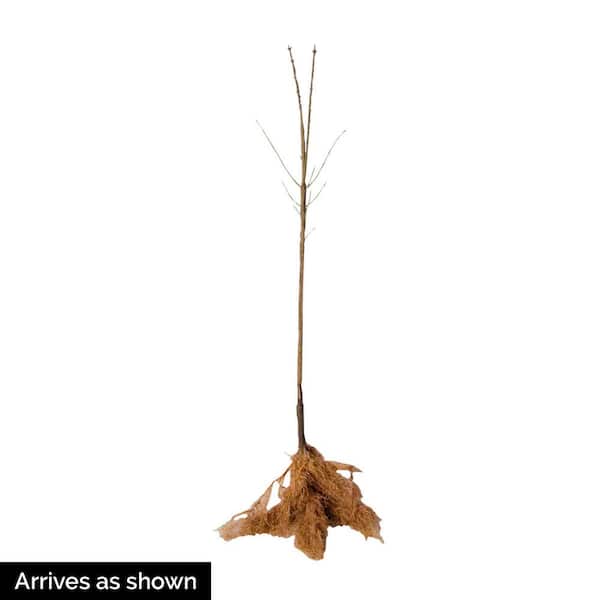 12 in. to 18 in. Tall Burning Bush (Euonymus) Hedge Starter Kit, Live Bareroot Deciduous Shrubs (4-Pack)
