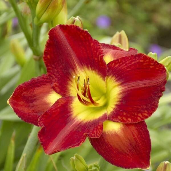 national PLANT NETWORK Bare Root Daylily Passion for Red (3-Pack
