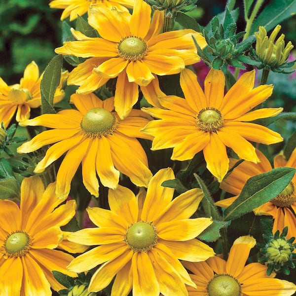 Spring Hill Nurseries 4 In. Pot, Prairie Sun Rudbeckia, Live Potted Deciduous Flowering Perennial Plant (1-Pack)