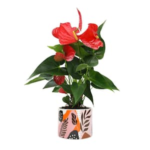 6 in. Red Anthurium Live House Plant in Multi-colored Ceramic Pot