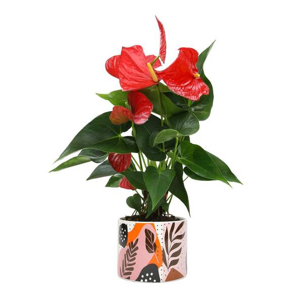 ALTMAN PLANTS 6 in. Red Anthurium Live House Plant in Multi-colored Ceramic Pot