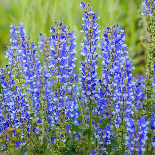 Spring Hill Nurseries Azure Snow Salvia, Live Bareroot Perennial Plant, White Flowers (1-Pack)