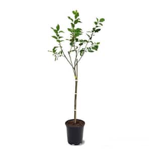3 ft. Comice Pear Tree with Self Fertile Red Blushed Fruit Used for High End Culinary
