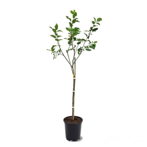 Online Orchards 3 ft. Bosc Pear Tree with Uniquely Tough Cinnamon Brown Fruit