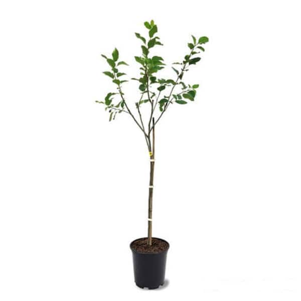 Online Orchards 3 ft. Seckel Sugar Pear Tree with Very Sweet Snack-Sized Fruit