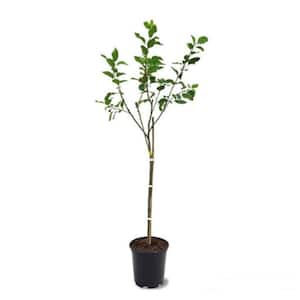 Dwarf Red Bartlett Pear Tree - Bright red, sweeter, juicier, and impro –  Online Orchards