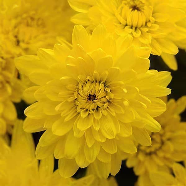 8 in. Yellow Chrysanthemum Plant with Yellow Blooms (40-Pack)