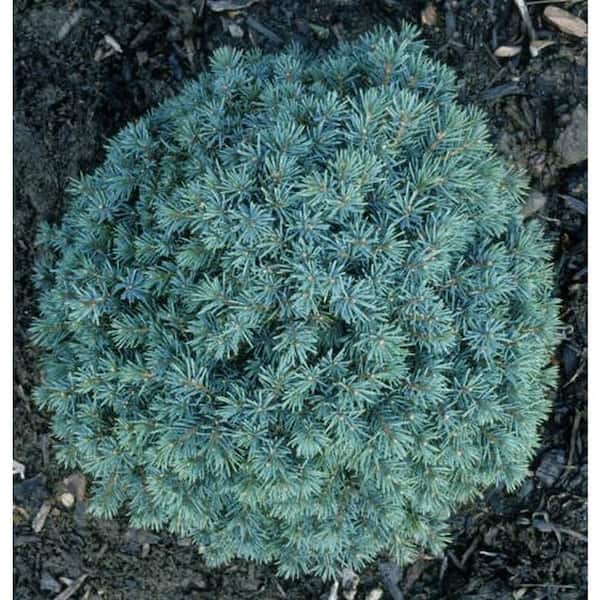 1 Gal. Dwarf Black Spruce Shrub With Very Compact Specimen Form