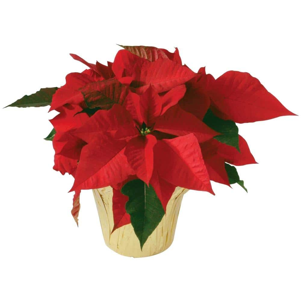 5 in. Poinsettia (InStore Only) 10025 The Home Depot