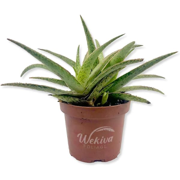 Wekiva Foliage Pink Blush Aloe-3 Live Plants in 4 Inch Pots-Aloe 'Pink Blush'-Rare and Colorful Decorative Easy-Care Succulent