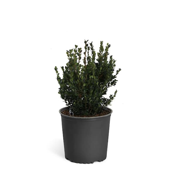 3 Gal. Wintergreen Boxwood Shrub