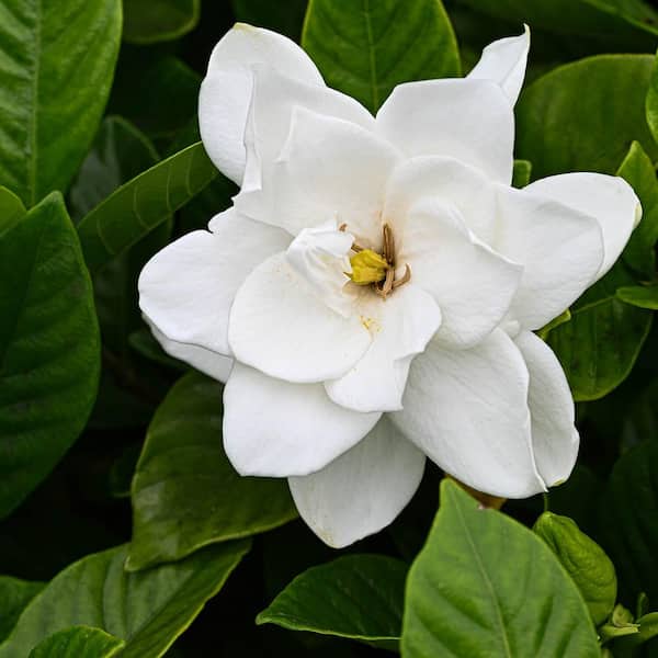 2.5 Qt. August Beauty Gardenia Shrub with Fragrant White Flowers