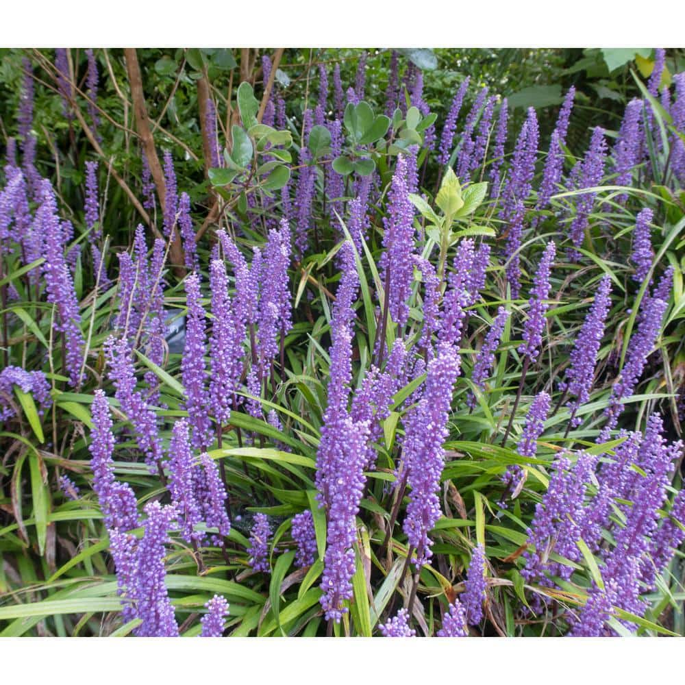 1 gal. Big Blue Lily Turf Flowering Shrub with Abundant Blue Flower Spikes Rising Above Arching Grass Form (2-Pack) price history on PriceWatchPro