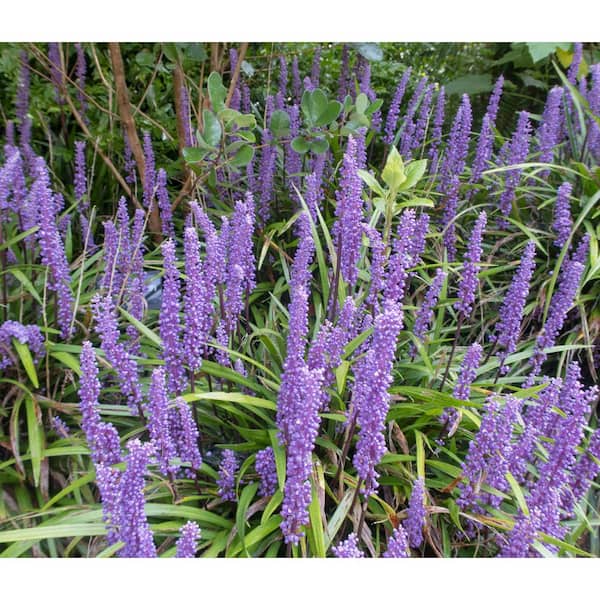 Online Orchards 1 gal. Big Blue Lily Turf Flowering Shrub with Abundant Blue Flower Spikes Rising Above Arching Grass Form (2-Pack)