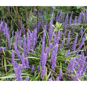 1 gal. Big Blue Lily Turf Flowering Shrub with Abundant Blue Flower Spikes Rising Above Arching Grass Form (2-Pack)
