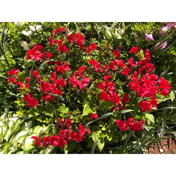 BELL NURSERY 1 Gal. Azalea Johanna Live Flowering Evergreen Shrub
