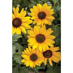 4-pack, 4.25 in. Grande Suncredible Yellow (Helianthus) Live Plants, Yellow Flowers