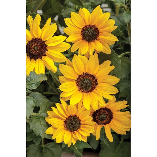 PROVEN WINNERS 4-pack, 4.25 in. Grande Suncredible Yellow (Helianthus) Live Plants, Yellow Flowers