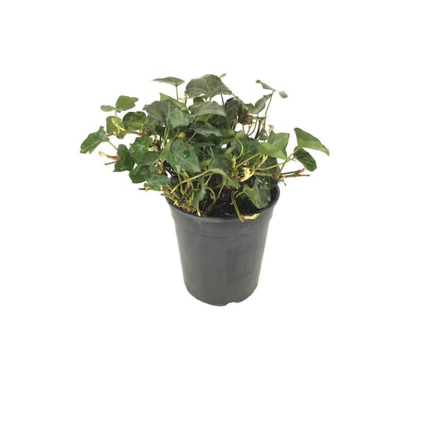 BELL NURSERY 1 Pt. Common Ivy Plant