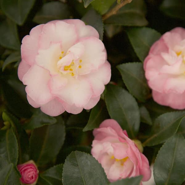 2.5 Qt. October Magic Orchid Camellia(sasanqua) - Live Evergreen Shrub with White-blush Blooms that taper to Pink Edges