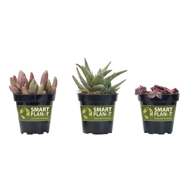 SMART PLANET 3.5 in. Shades of Pink Succulent Collection (3-Pack)