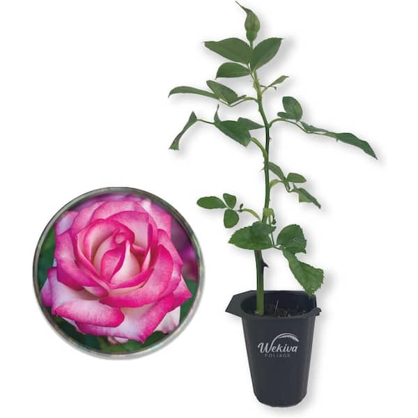 Wekiva Foliage Miss Congeniality Rose Bush -Live Starter Plants in 2 in. Growers Pots-Beautifully Fragrant Grandiflora Rose