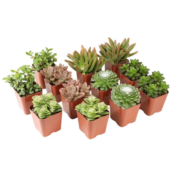 SMART PLANET Assorted Mini 2 in. Succulent (12-Pack)