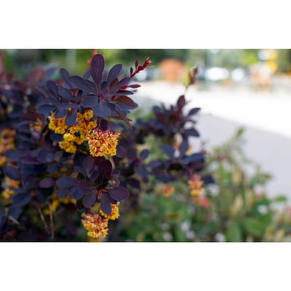 1 Gal. Concorde Barberry Shrub with Deep Maroon Foliage and Compact Size